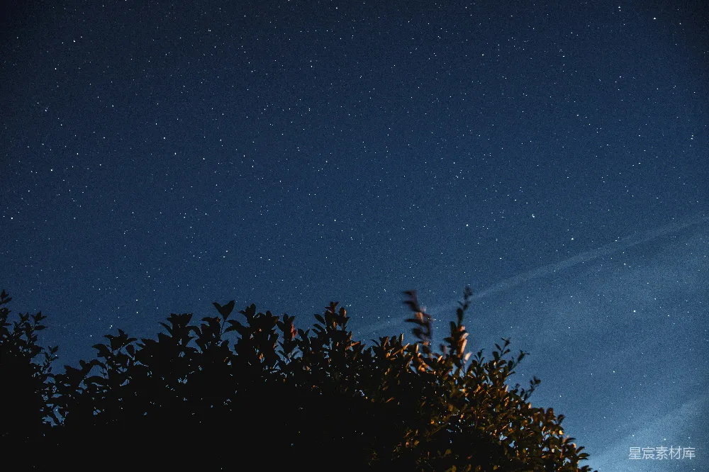 夜空中树木的轮廓图象