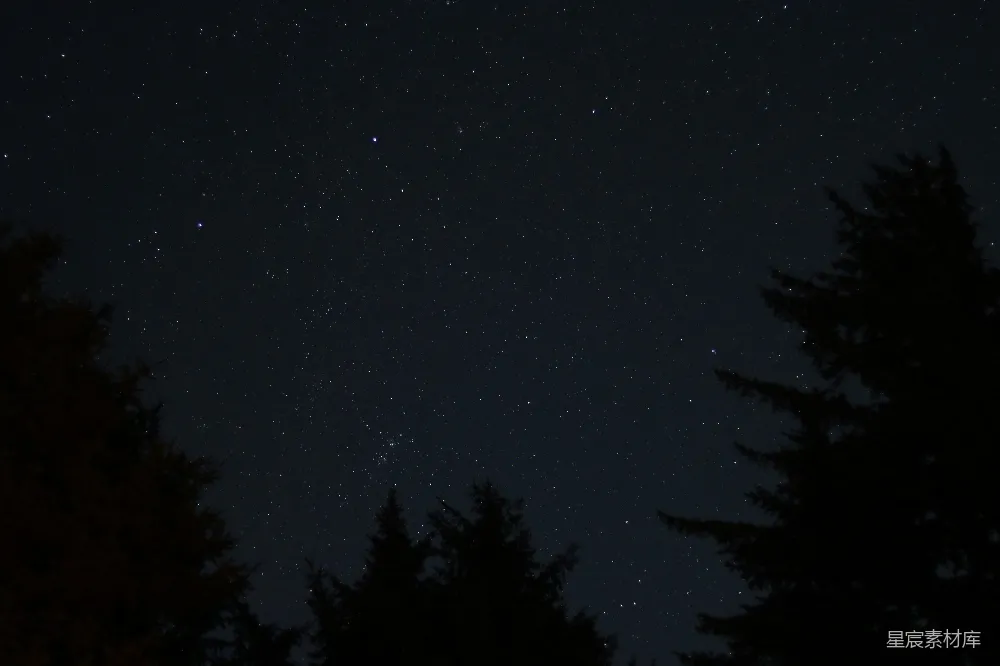 高清摄影  夜晚的树木