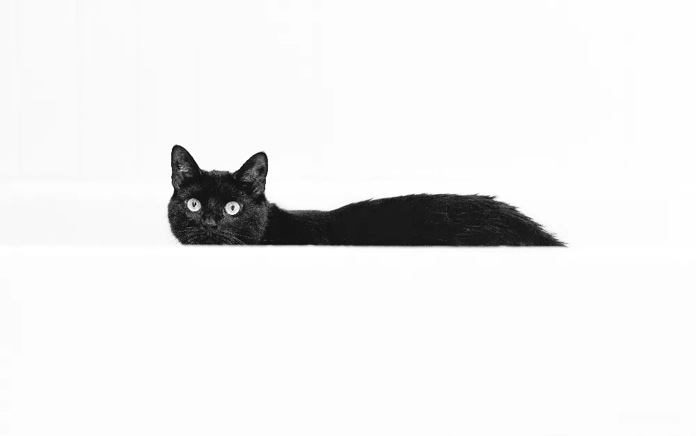 高清摄影  一只黑猫正躺在地板上。