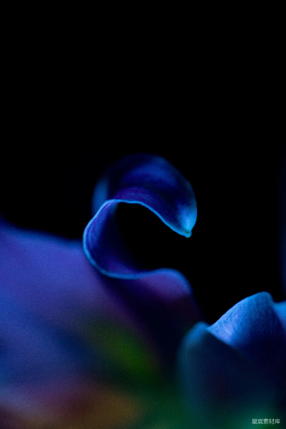 黑背景上一朵蓝色的花的特写 shot of a blue flower against a black background