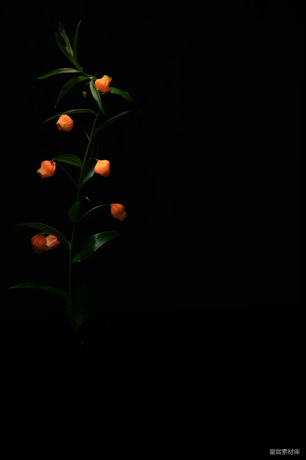 高清摄影  橙色的铃铛花在黑色背景上