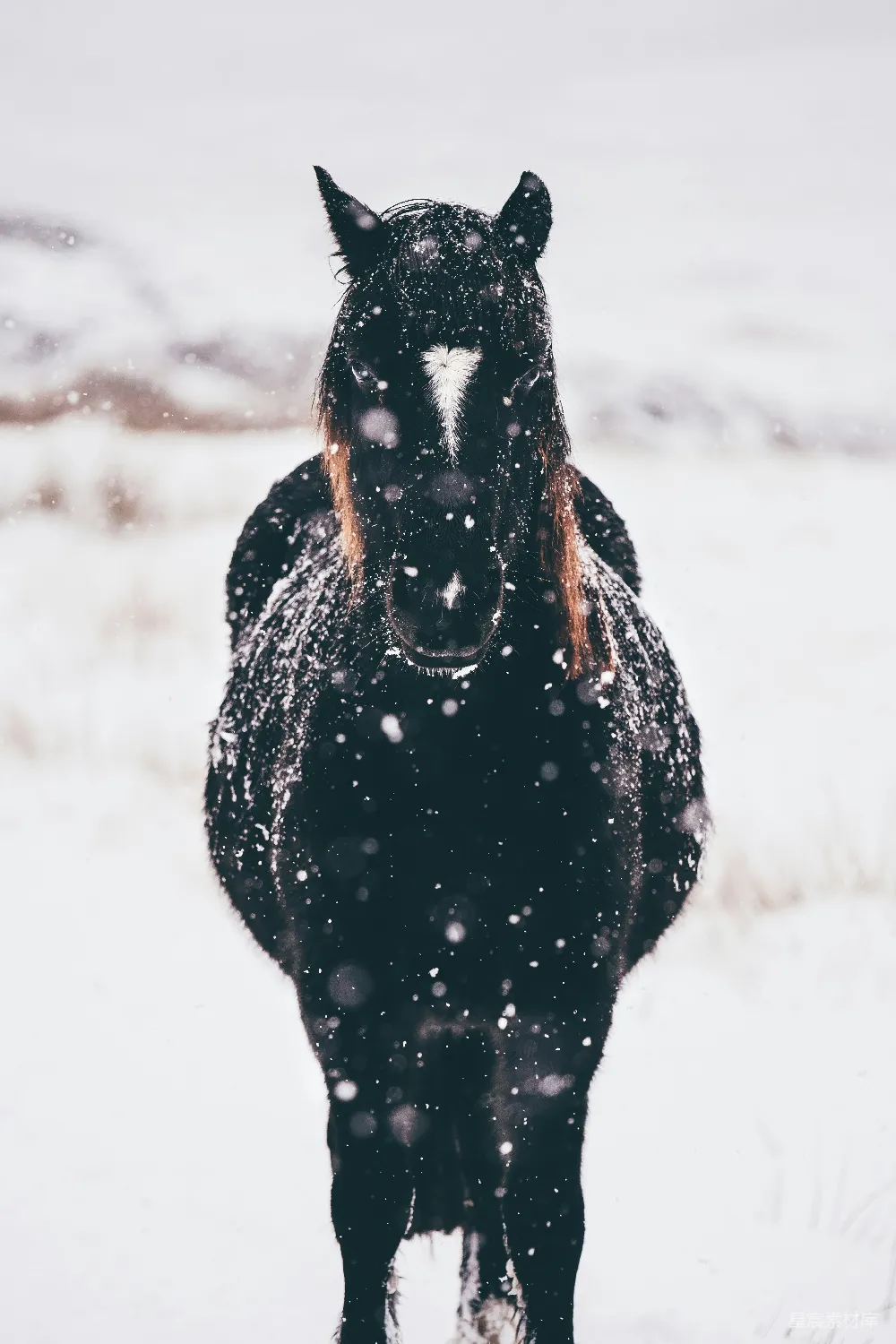 高清摄影  白天站在雪地上的黑马的浅景深摄影