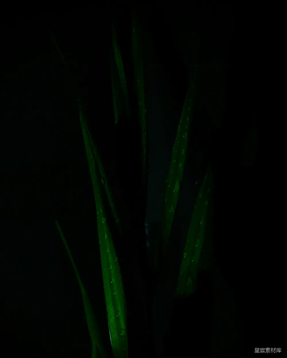 高清摄影 自然 黑暗房间里的绿色植物