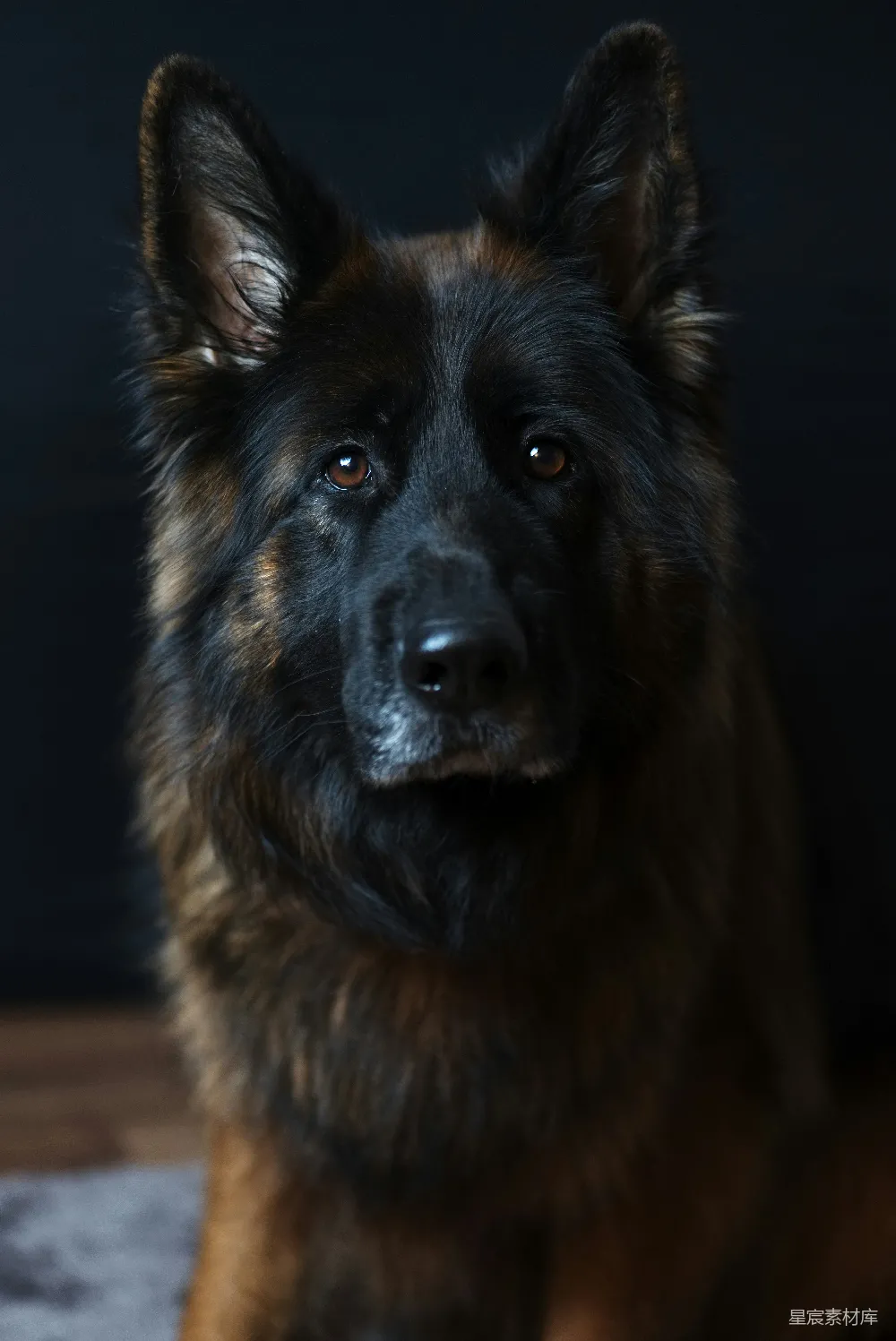高清摄影  比利时黑棕毛犬