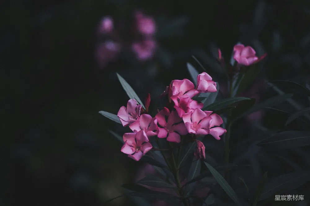 高清摄影  粉红色的花朵在暗色背景前绽放。