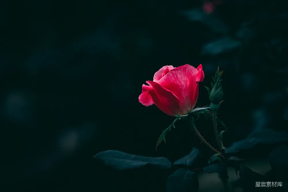 高清摄影  深夜中的一朵粉色玫瑰花
