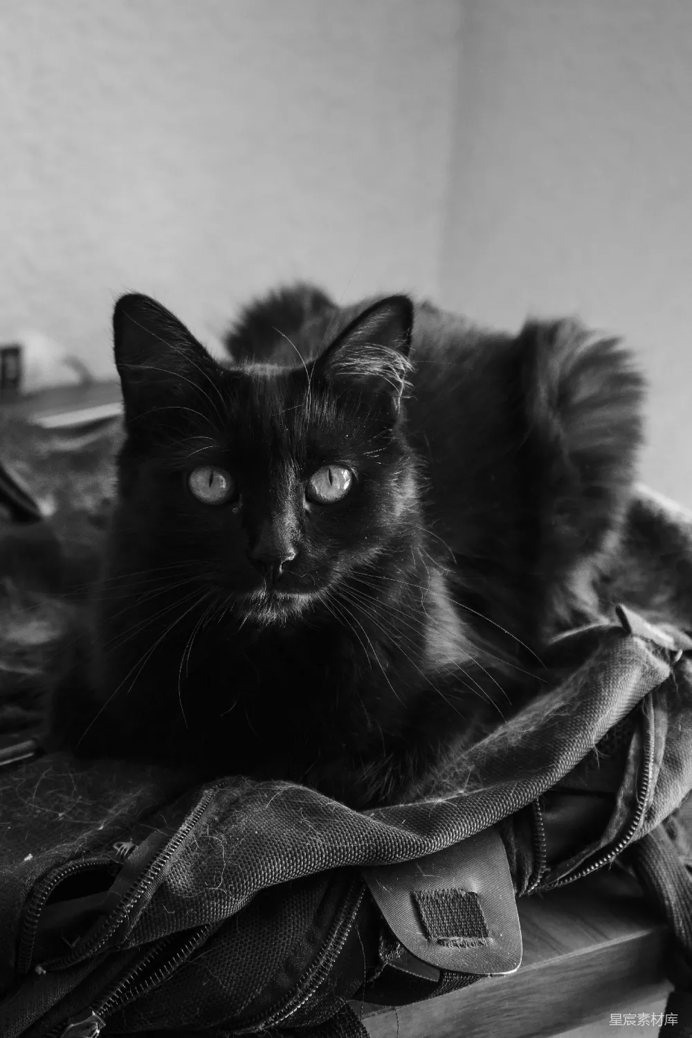 高清摄影  黑猫在黑白纺织品上