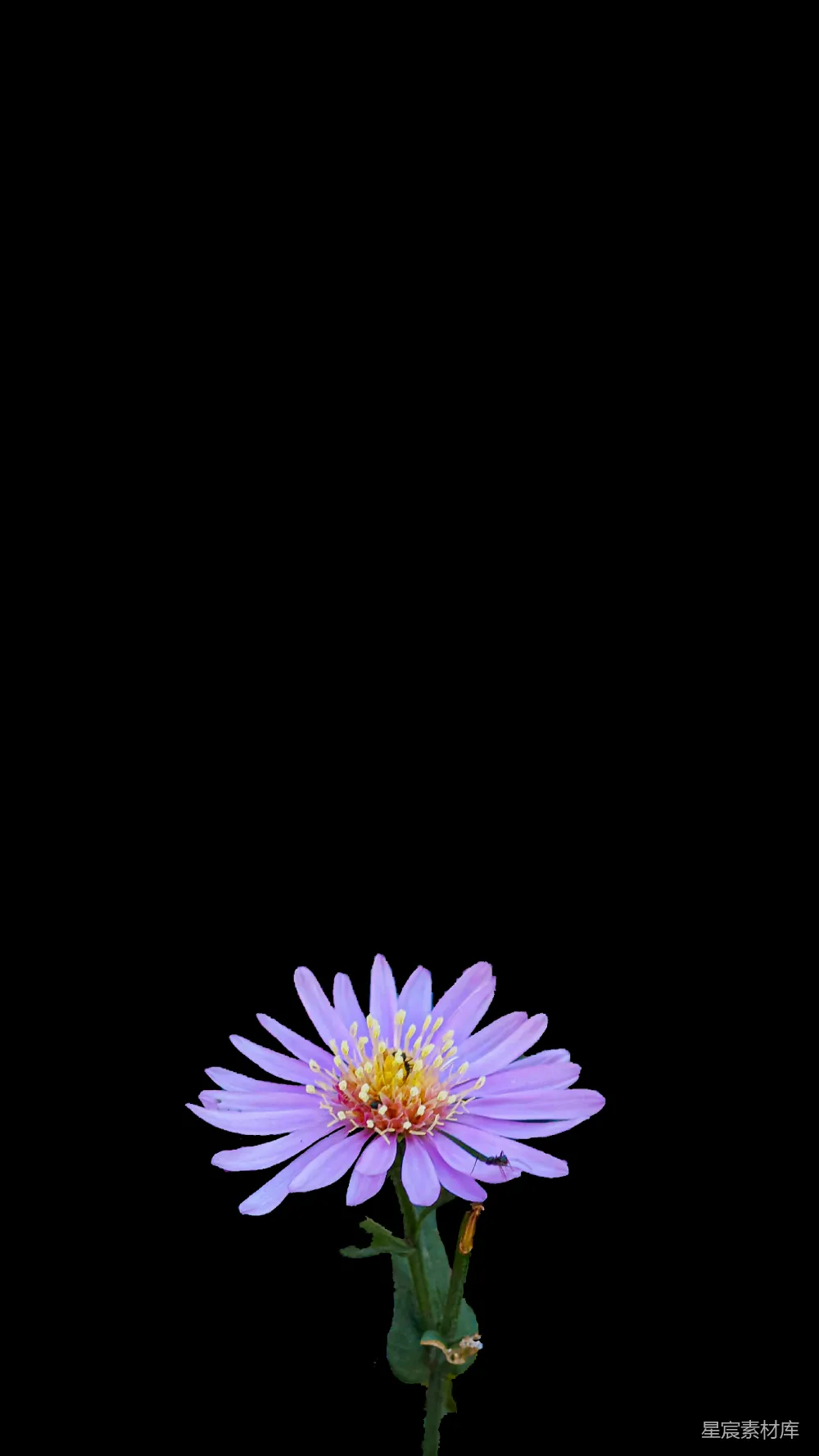 高清摄影  一朵中心为黄色的紫色花朵，背景为黑色。