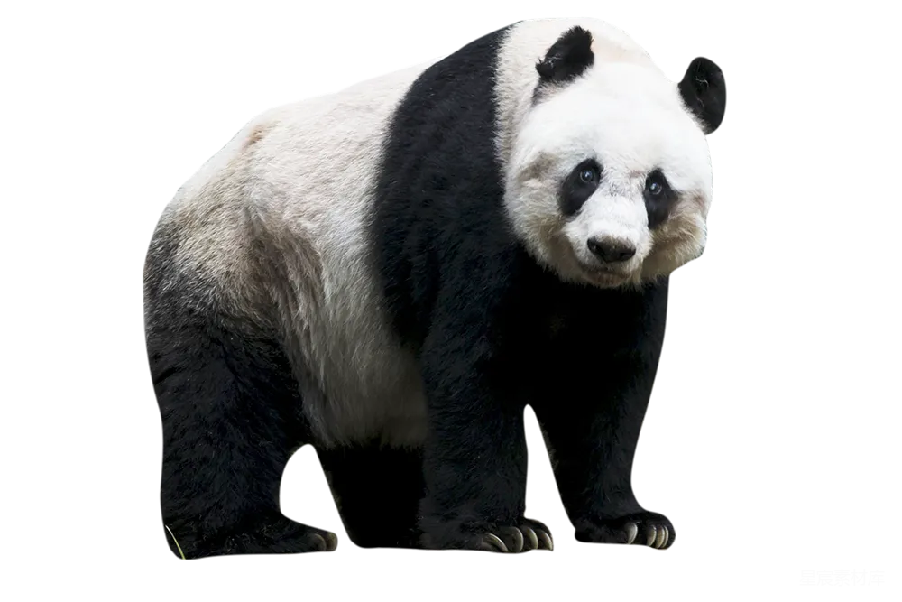 元素素材 动物 可爱 自然 可爱的熊猫
