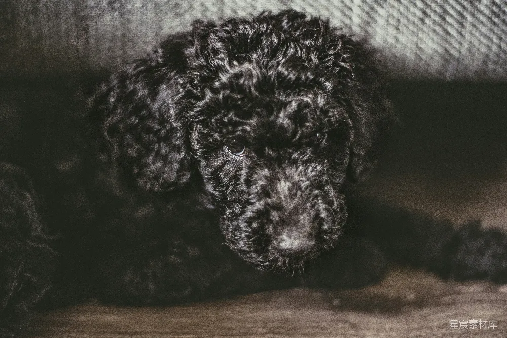 高清摄影  黑色标准贵宾犬幼犬躺在地板上