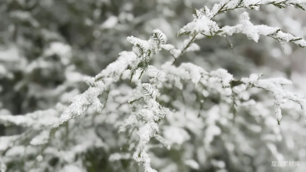 树上的雪特写