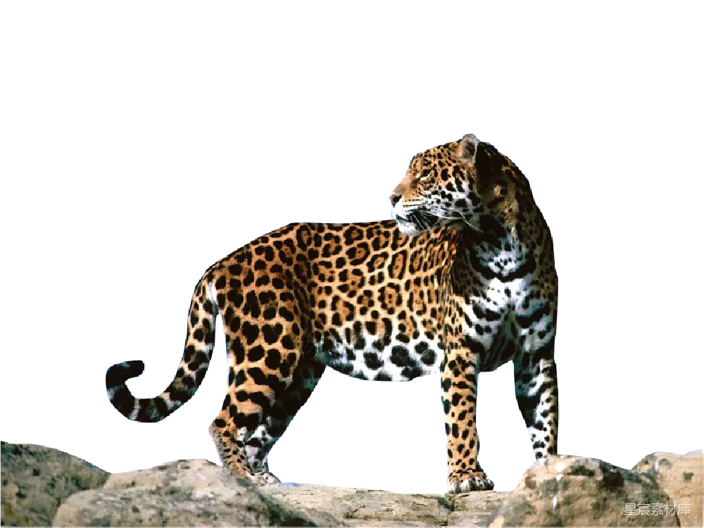 元素素材 jaguar