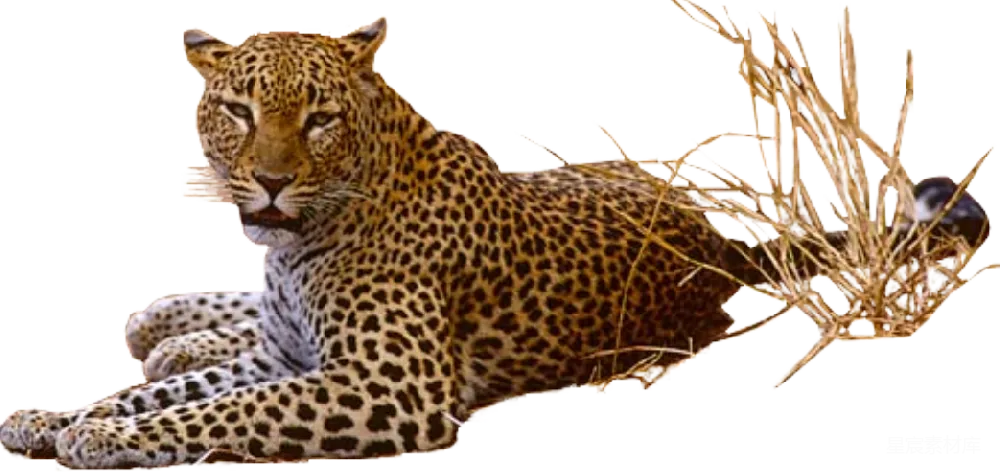 元素素材 jaguar
