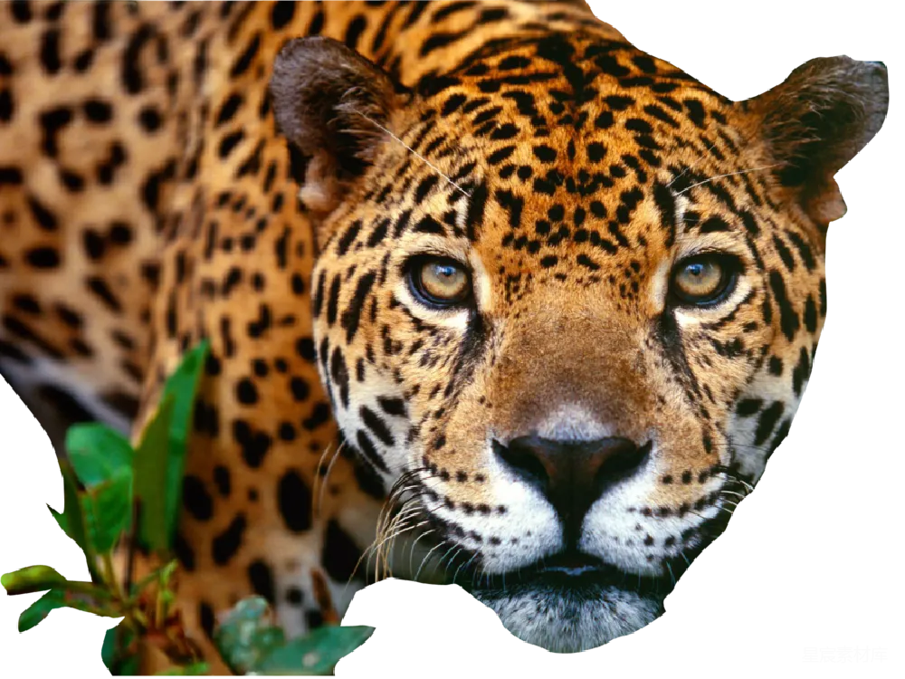 元素素材 jaguar