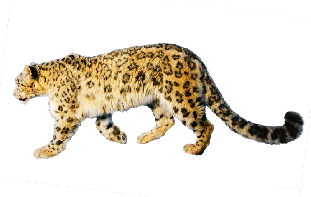 元素素材 jaguar