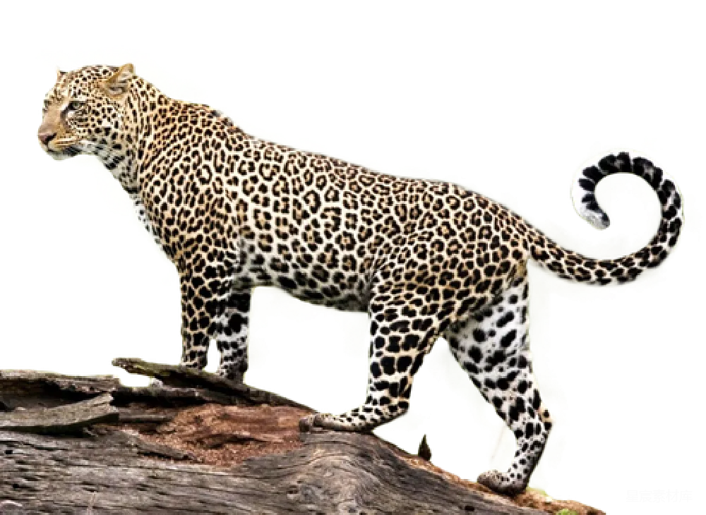 元素素材 元素 jaguar