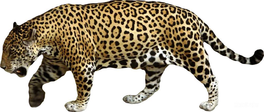 元素素材 元素 jaguar