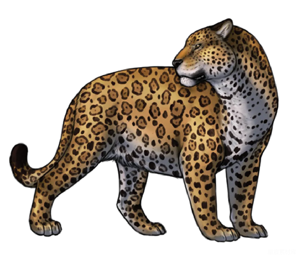 元素素材 jaguar