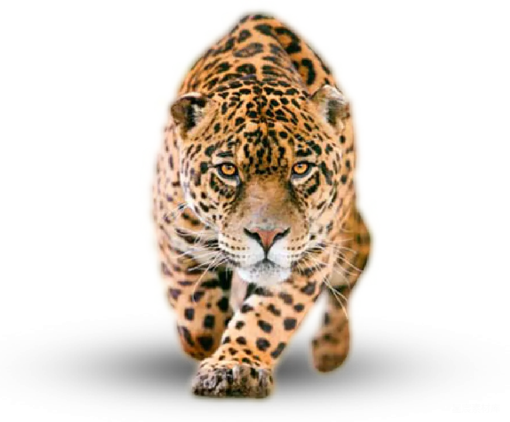 元素素材 jaguar