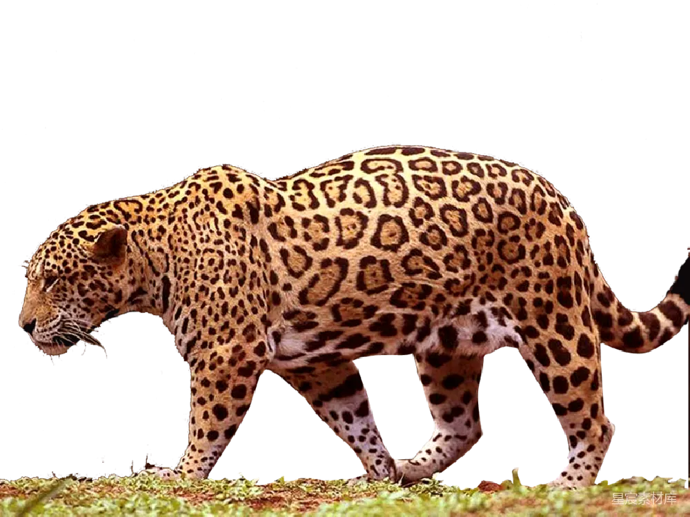 元素素材 jaguar