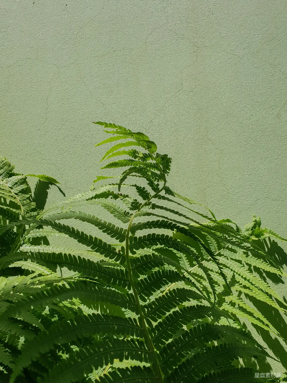 高清摄影  绿叶蕨类植物