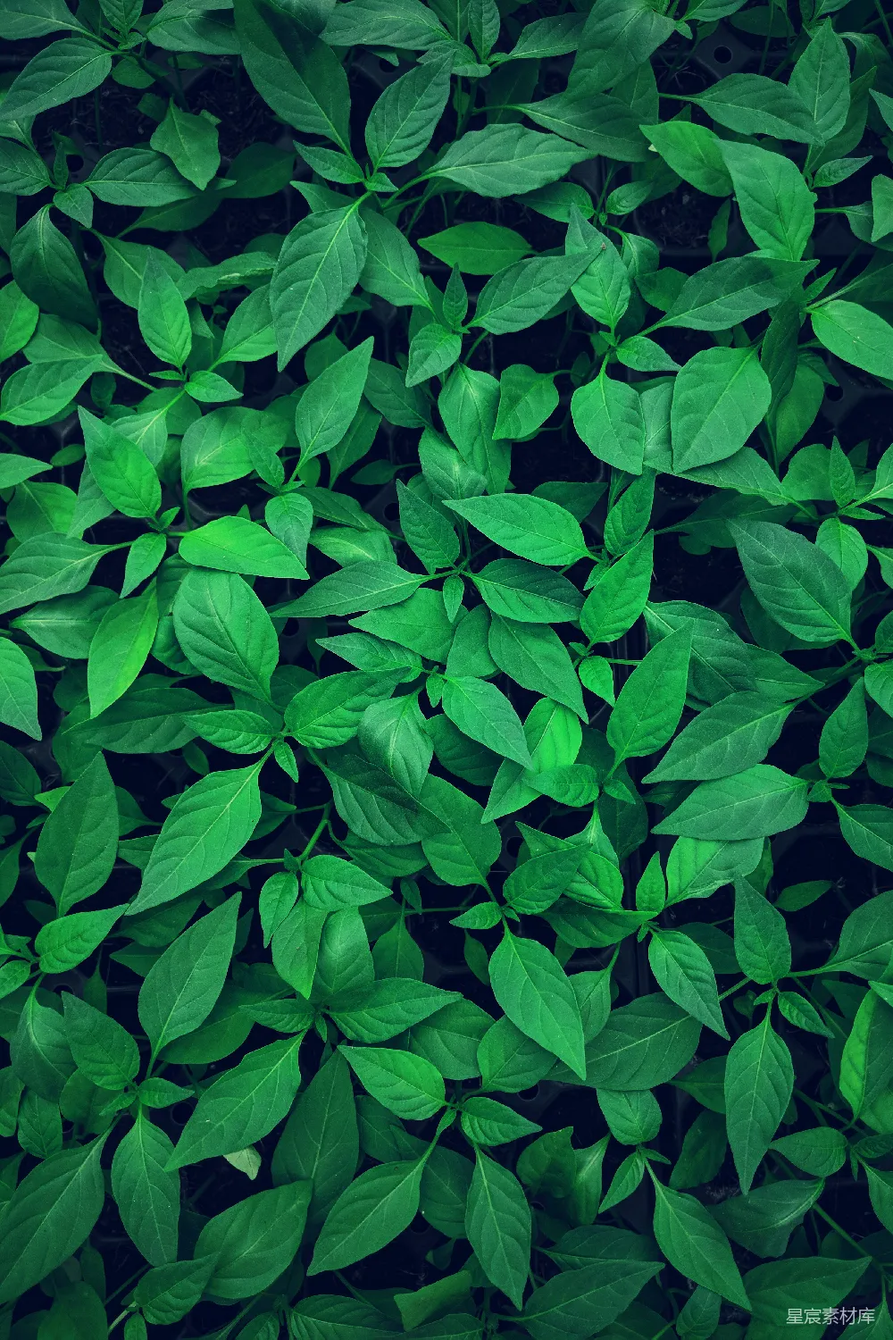 高清摄影  绿叶植物的特写摄影