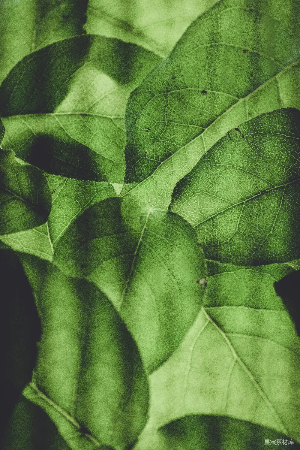 高清摄影  绿色植物的叶子