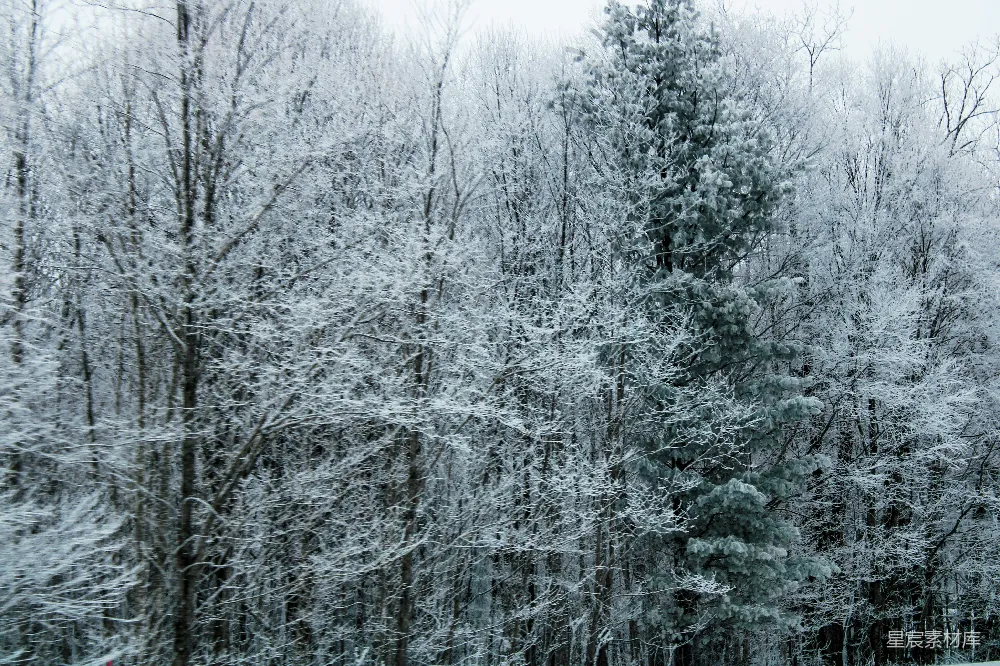 覆盖着白雪的森林里有许多树木