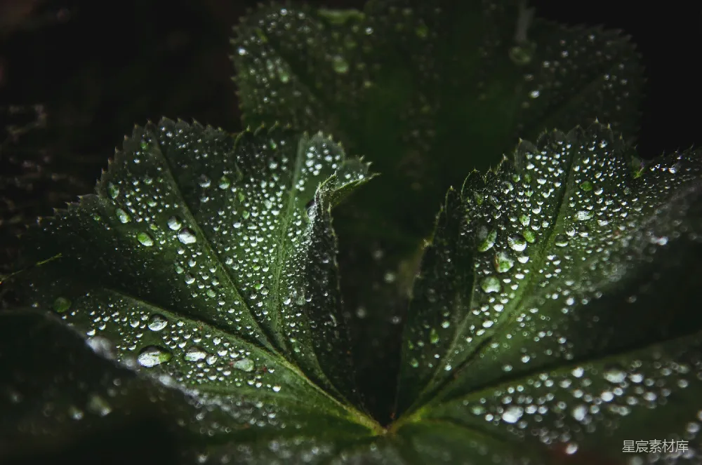 绿色叶片上的水滴特写 Macro 照片