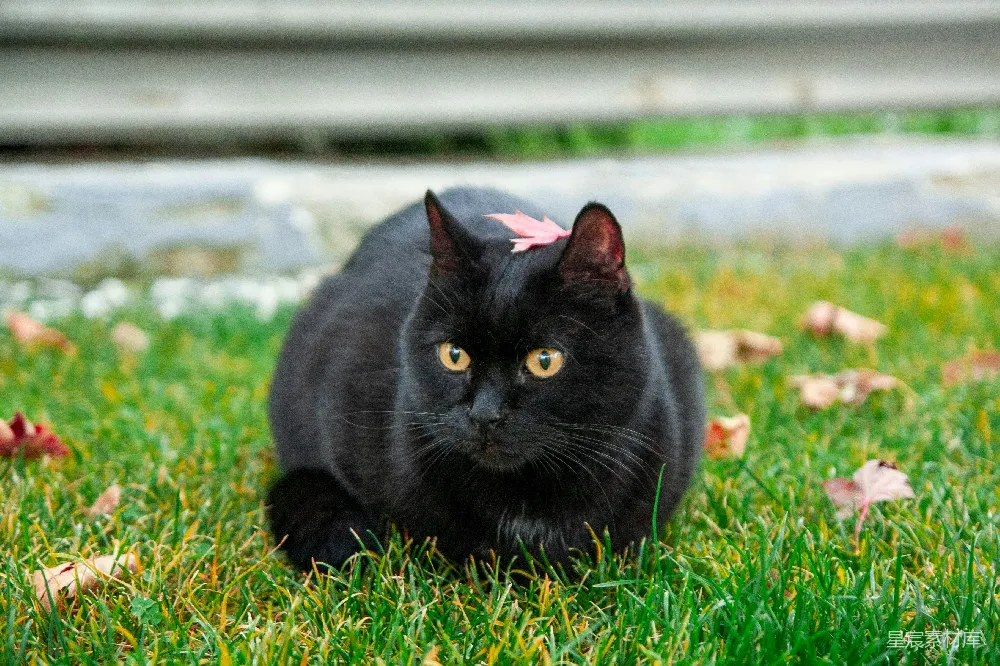 一只黑猫，眼睛是黄色的，躺在草地上。