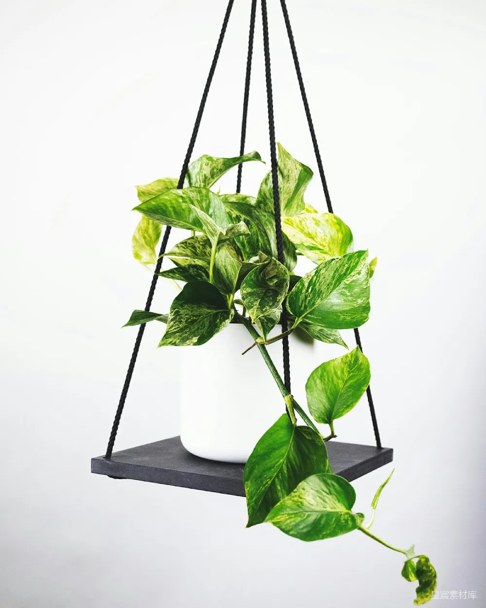 绿色植物放在白色花盆里