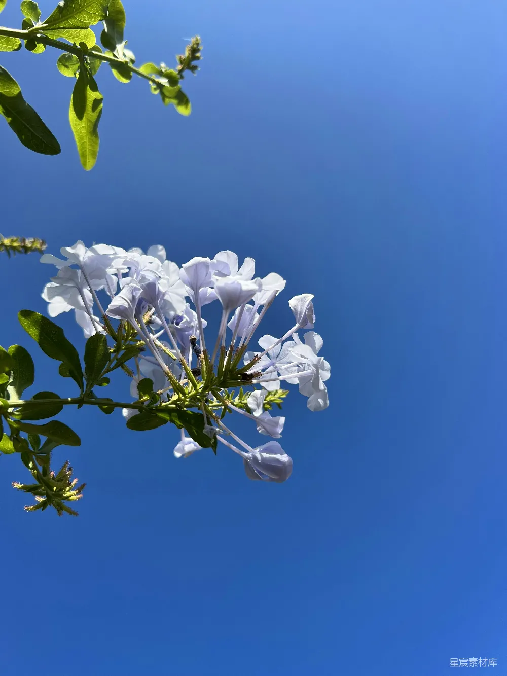 蓝天下的白花与绿叶