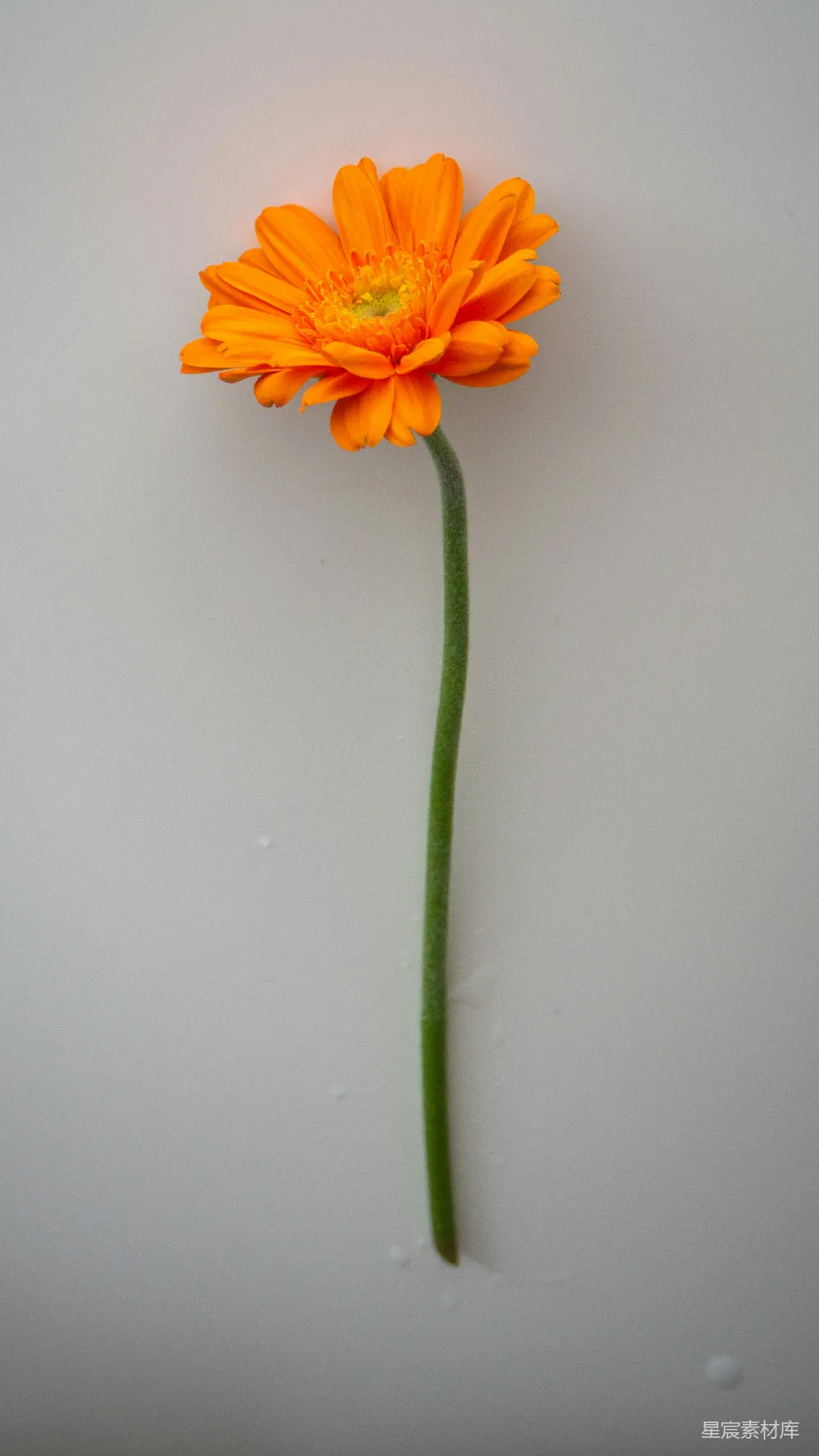 高清摄影  一朵黄色的花在白色表面上