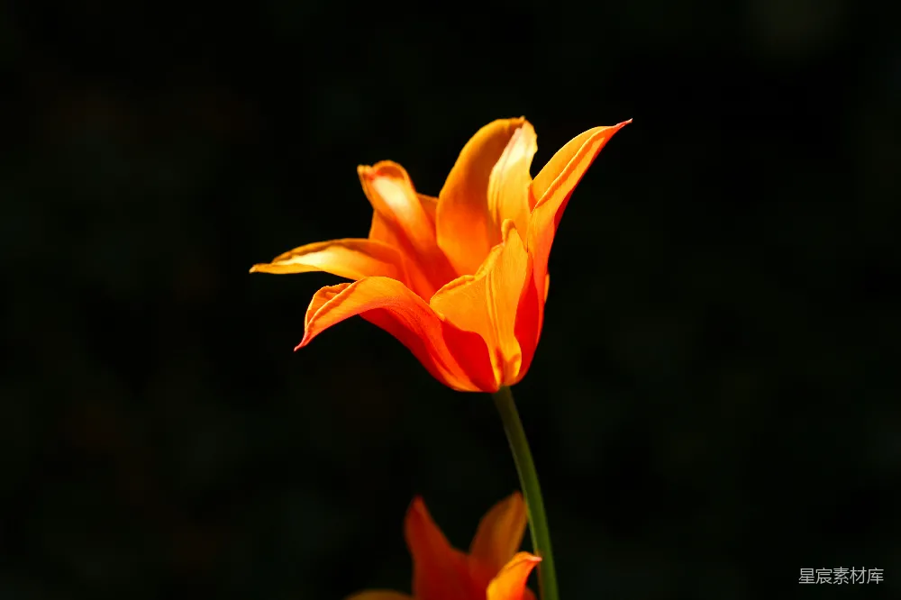 高清摄影  橙色花瓣的花