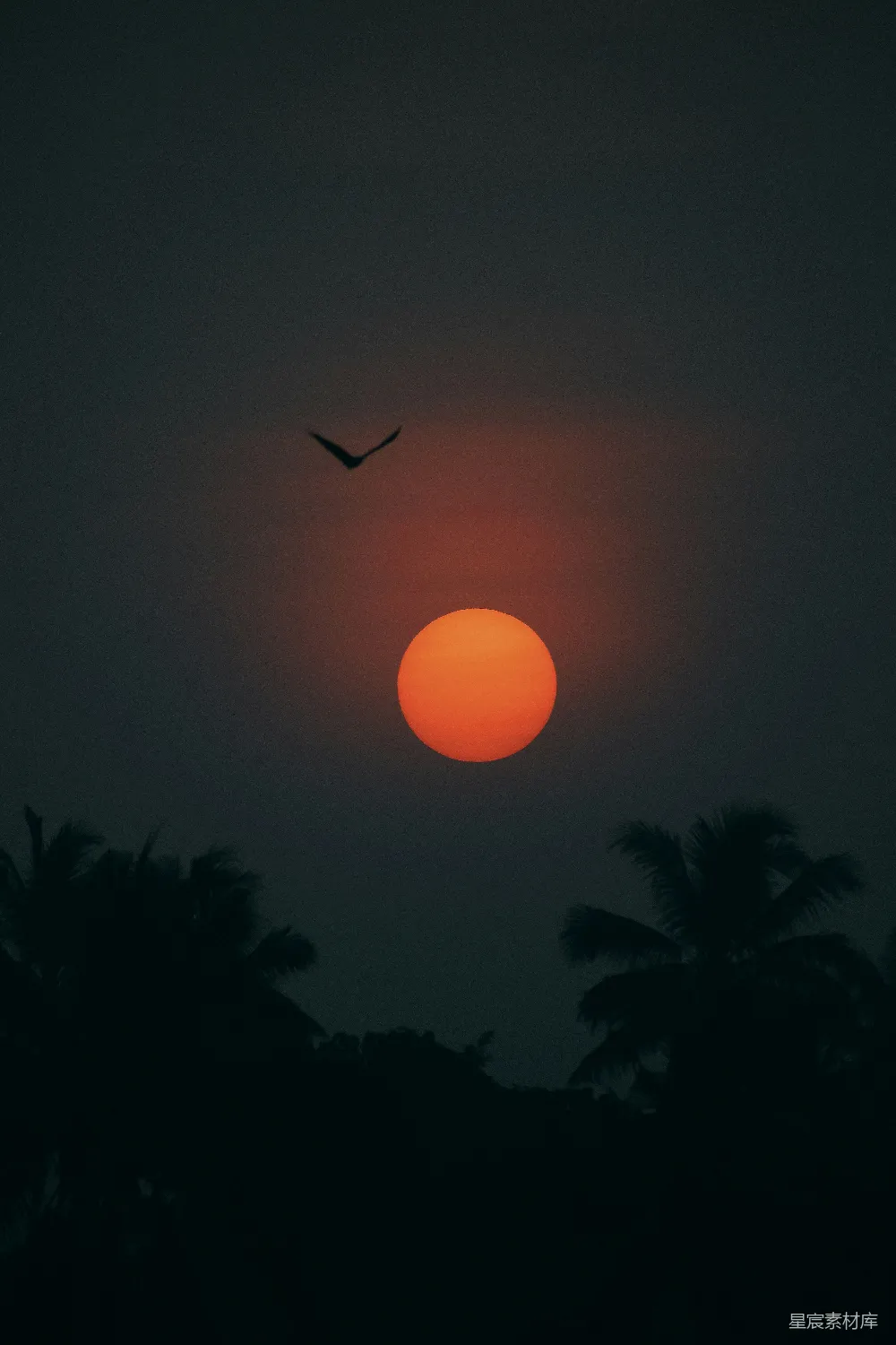 高清摄影  树木在夕阳下的剪影