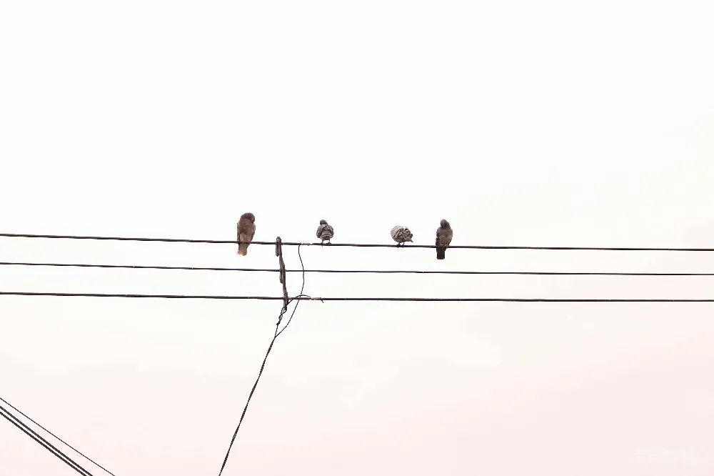 一群鸟坐在电线杆上