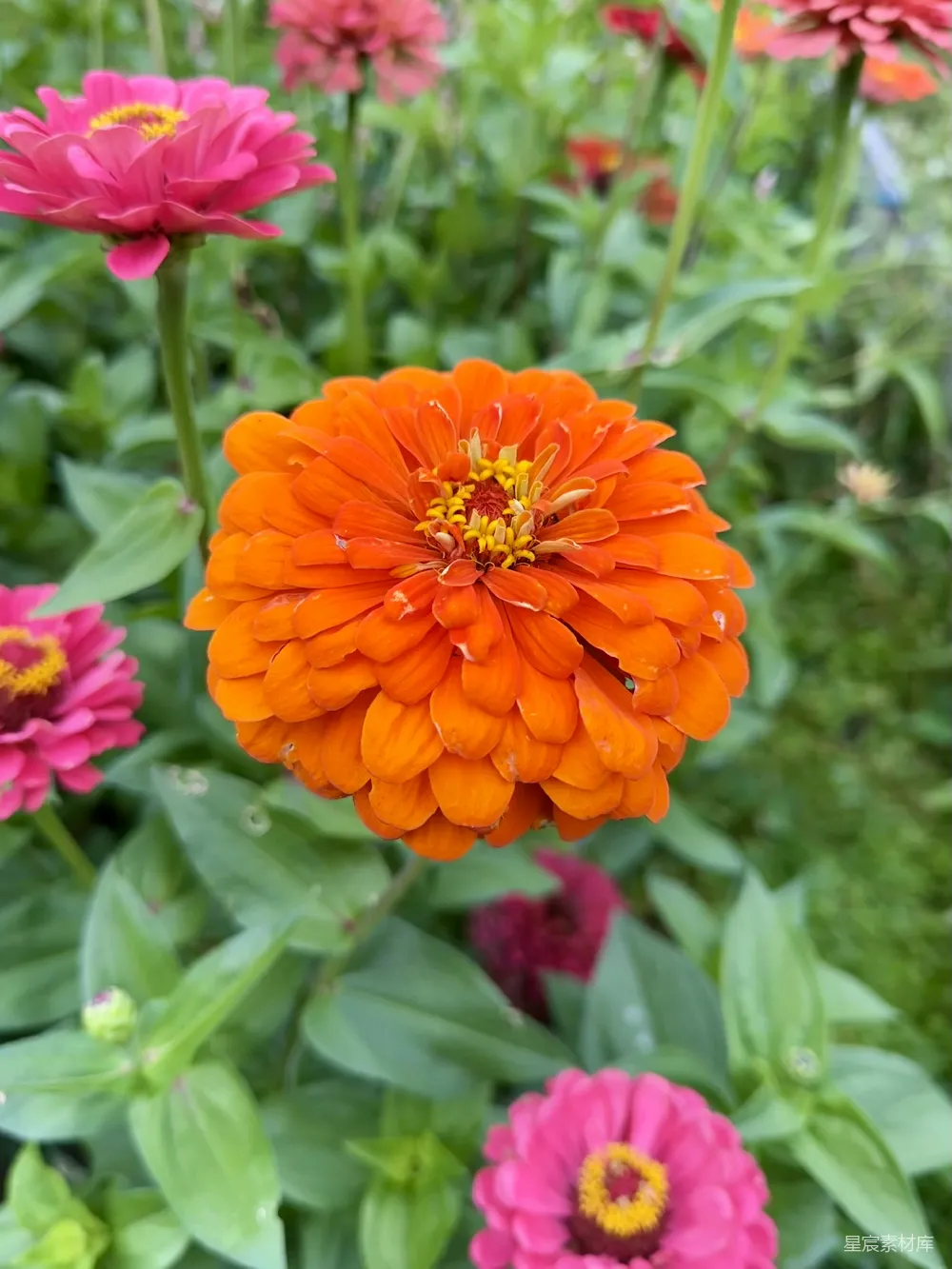 高清摄影  一朵花的特写