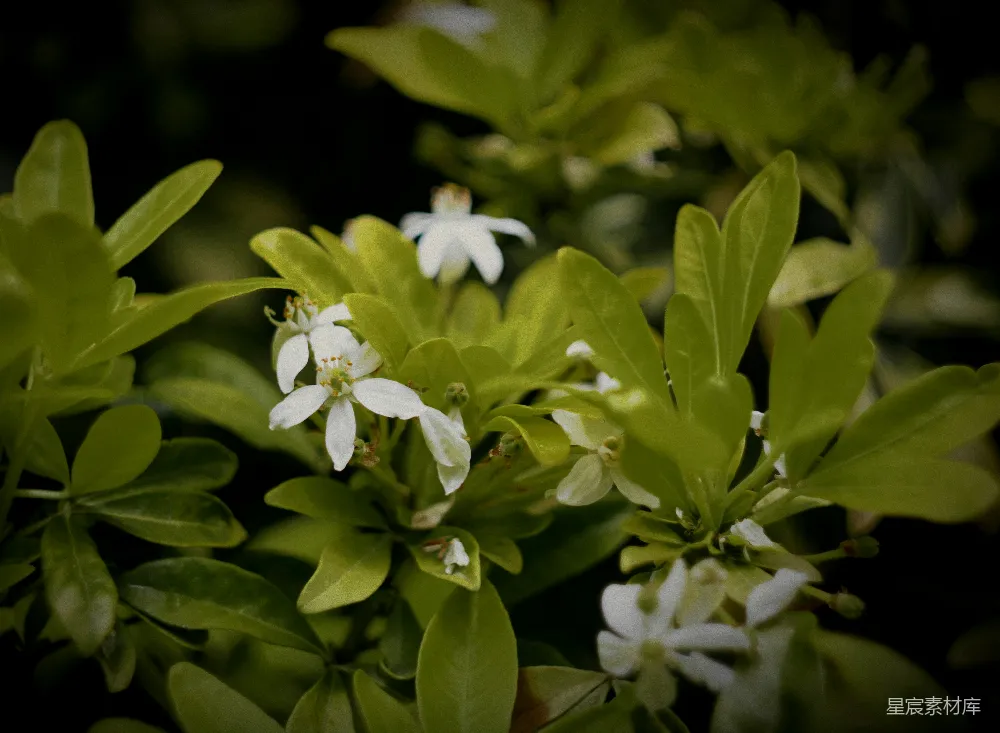 墨西哥橙树花（Choisya Ternata）。用复古镜头拍摄！