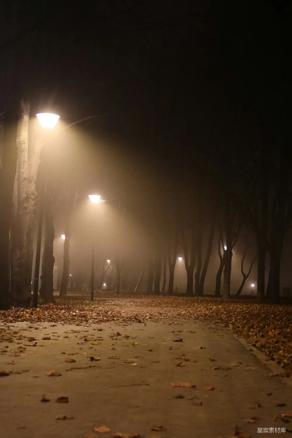公园里的一个雾夜，有街灯照明