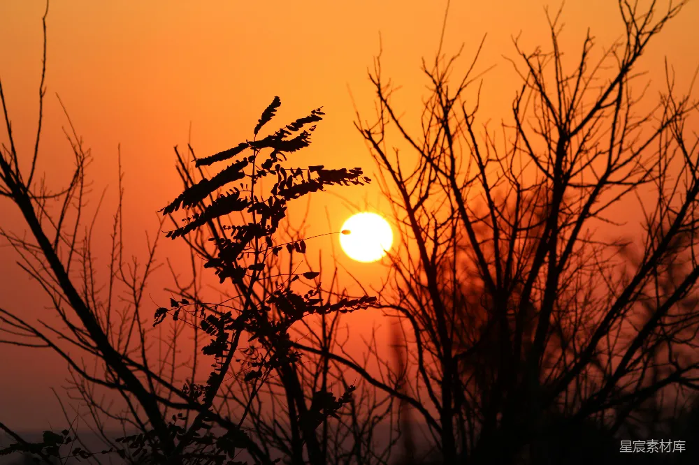 树上无叶，夕阳落在它的后面。