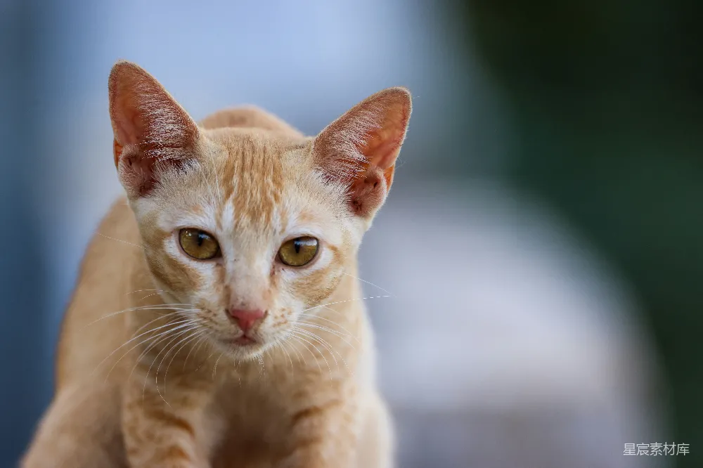 高清摄影  一只小橘猫站在木桌的上面。