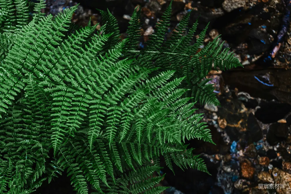 地面上一棵绿色植物的特写镜头
