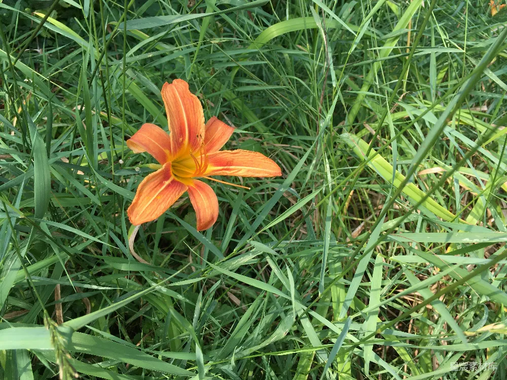 高清摄影  一朵橙色的花坐落在草地上。