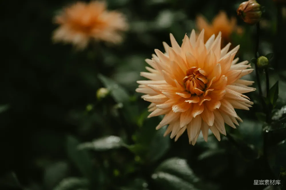 高清摄影  一簇花