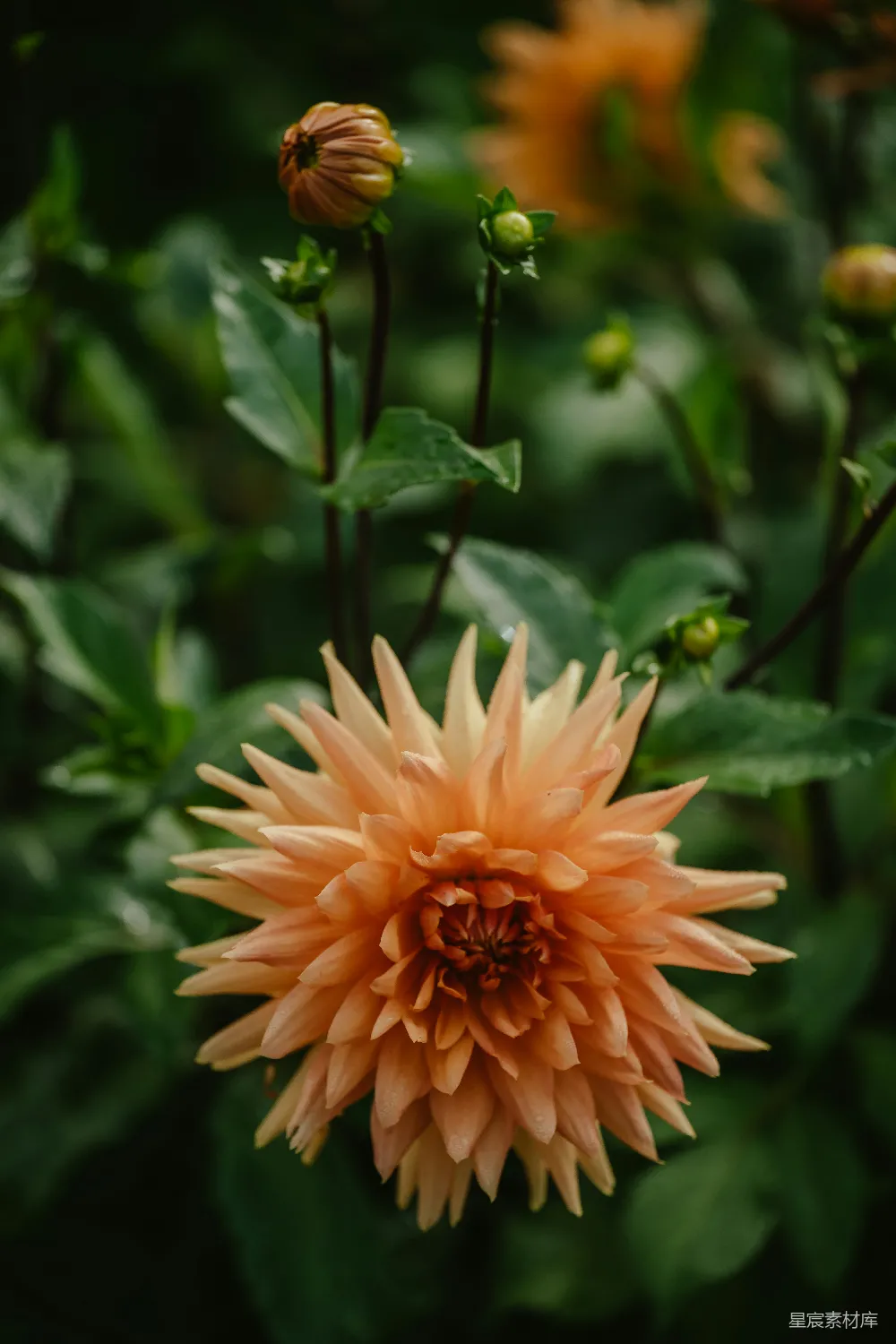 高清摄影  一朵花的特写