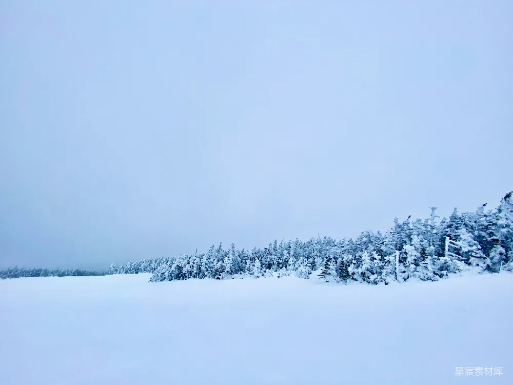 白天树木覆盖着白雪