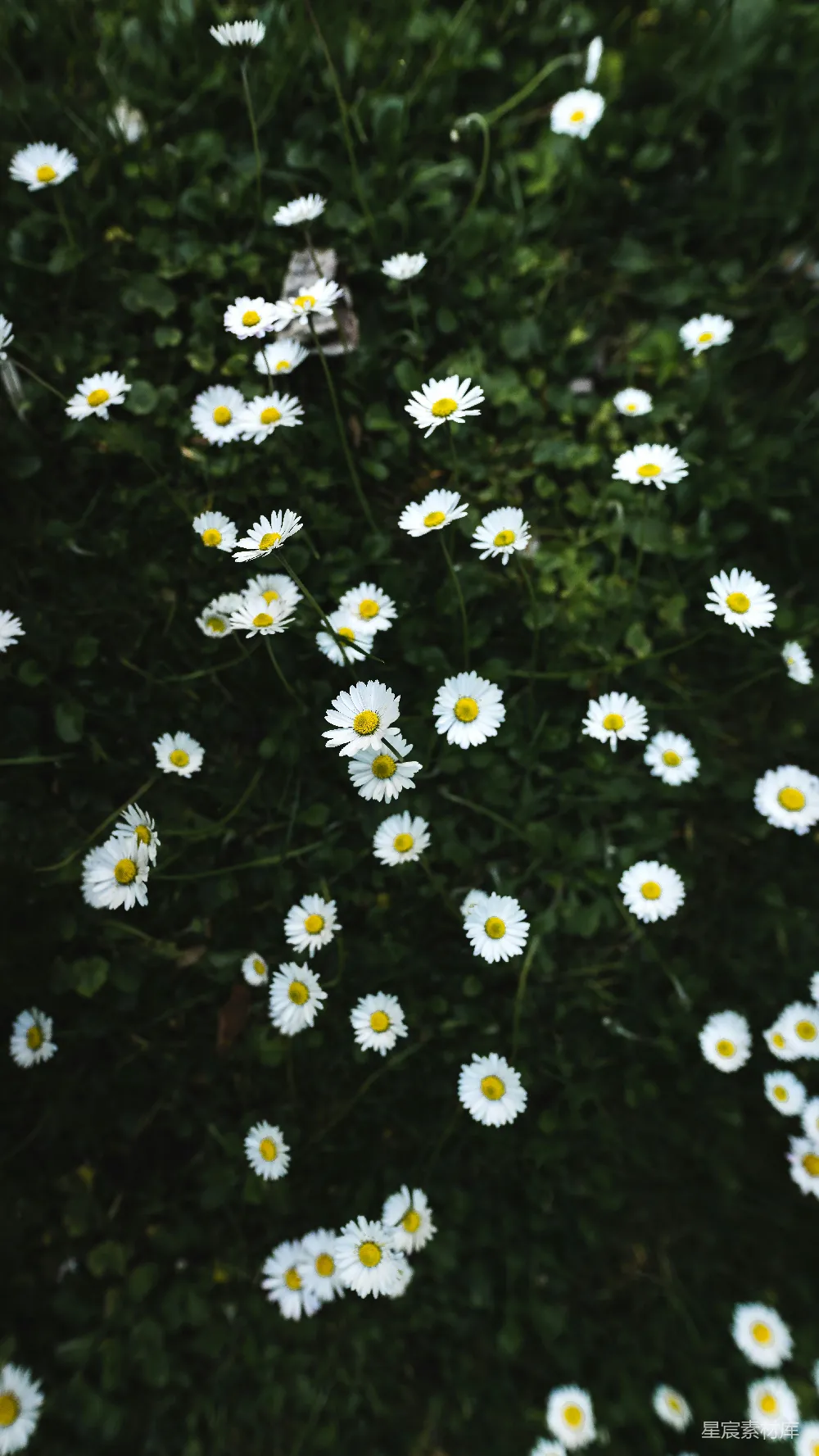 白黄雏菊 flowers