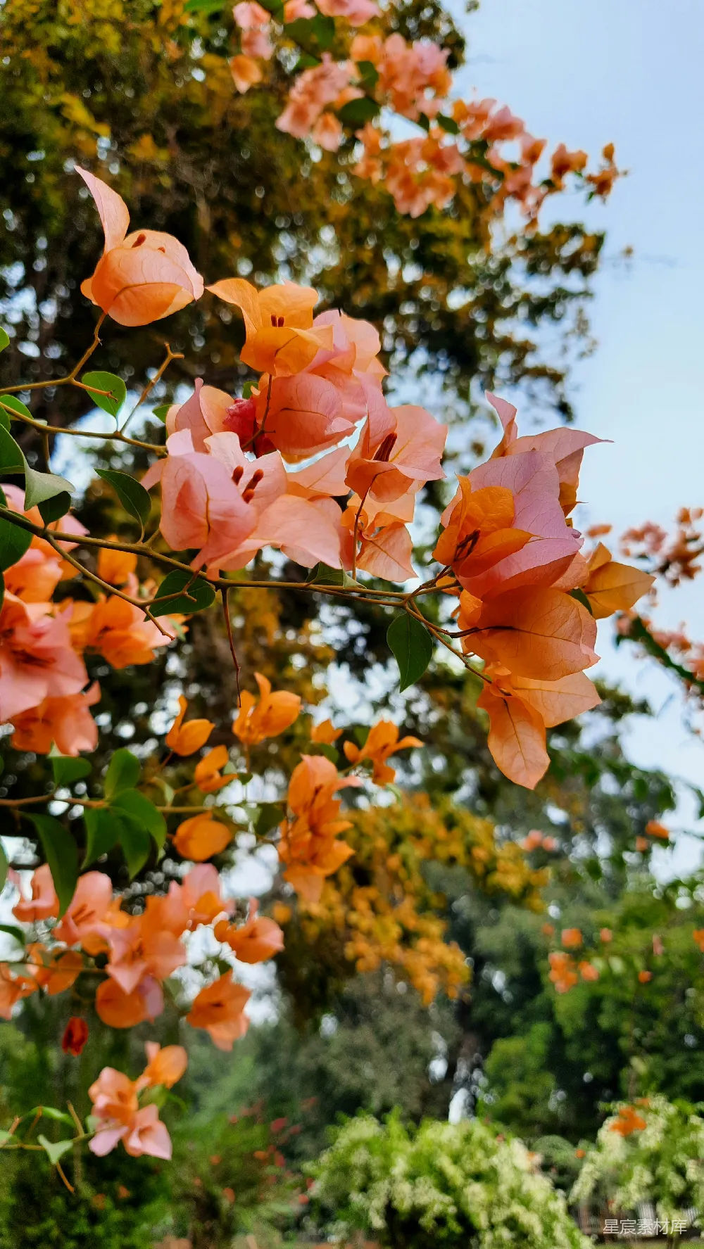 高清摄影  一棵开满粉红色花朵的树
