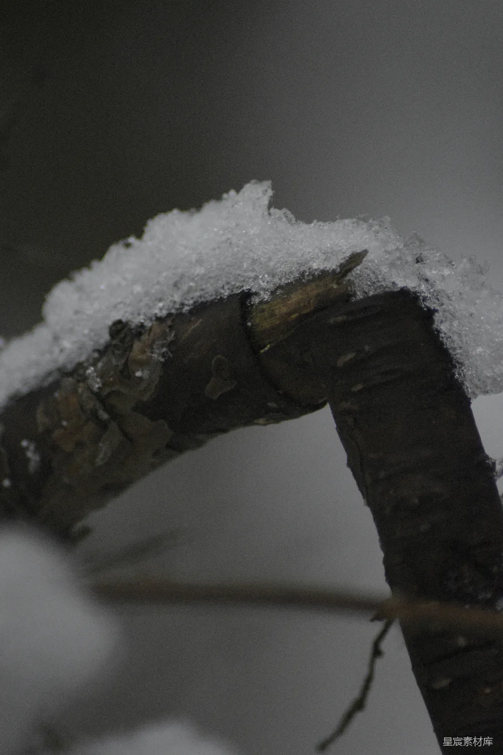 一只小鸟栖息在覆盖着白雪的树干上。