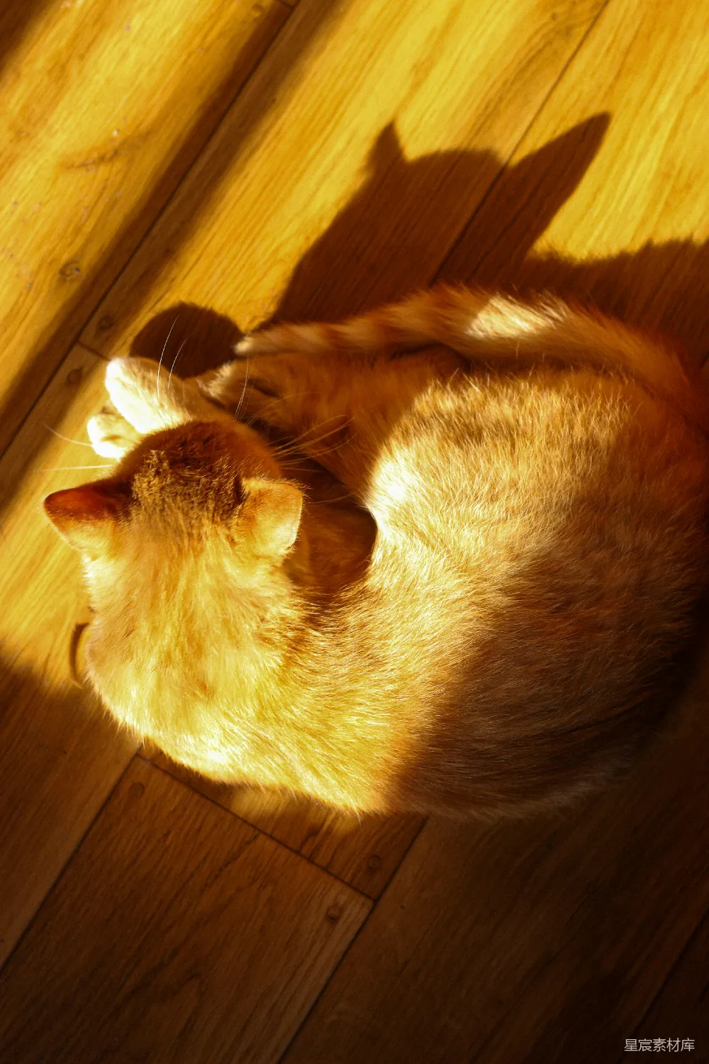 高清摄影 自然 壁纸 一只橙白相间的猫躺在木制地板上